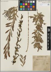 Foto von Salix purpurea L.